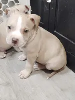 ⚡ Shazam 🐾, a male American Bully and American Pit Bull Terrier for sale in Ovilla, TX – Photo 2 of 2