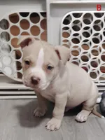 ⚡ Shazam 🐾, a male American Bully and American Pit Bull Terrier for sale in Ovilla, TX – Photo 1 of 2