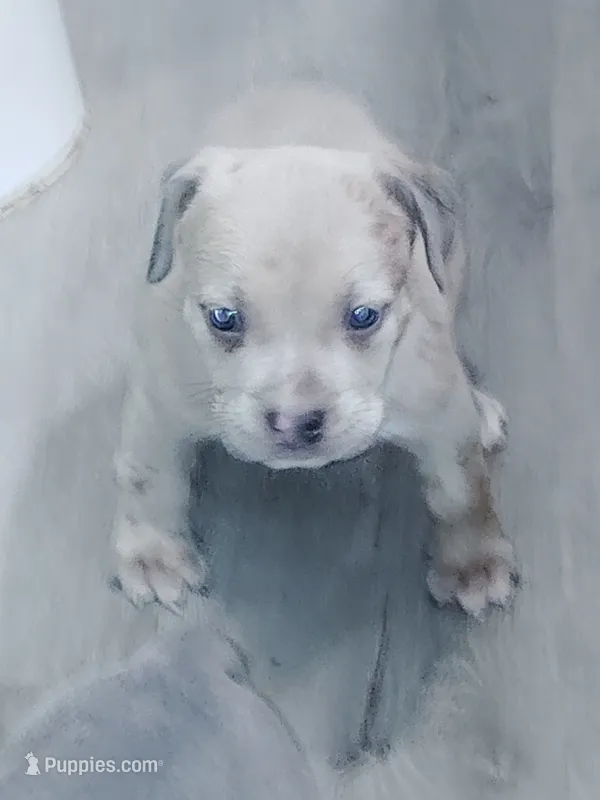 🐶 Crissy 🐾 – American Bully, American Pit Bull Terrier puppy for sale in Ovilla, TX