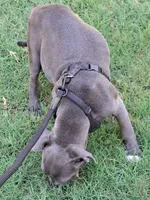 🐕Freiza 🫯, a male American Pit Bull Terrier for sale in Ovilla, TX – 3 of 6