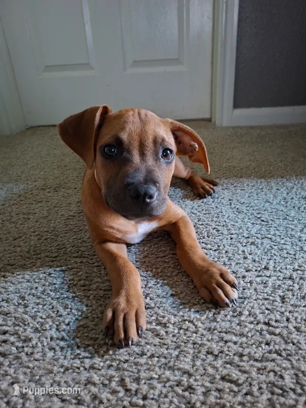 😢 Cry Baby 👶🏼 – American Pit Bull Terrier puppy for sale in Ovilla, TX
