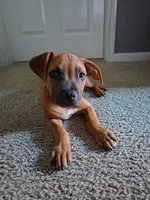 😢 Cry Baby 👶🏼, a female American Pit Bull Terrier for sale in Ovilla, TX – 1 of 3