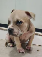 👨🏽‍🔬 Dr. Dolittles 🐾, a male American Bully and American Pit Bull Terrier for sale in Ovilla, TX – Photo 2 of 2