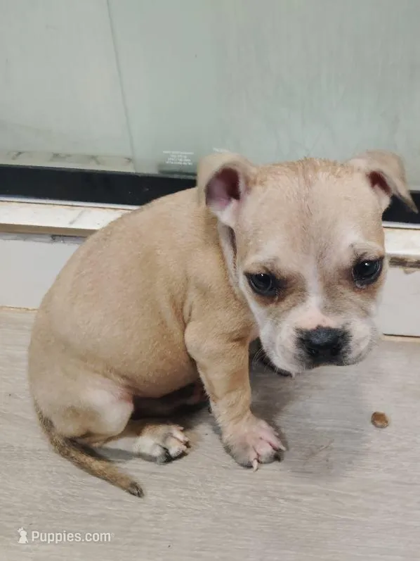 👨‍🔬 Dr. Detroit 🐾 – American Bully, American Pit Bull Terrier puppy for sale in Ovilla, TX