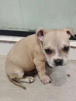 👨🏽‍🔬 Dr. Dolittles 🐾, a male American Bully and American Pit Bull Terrier for sale in Ovilla, TX – Photo 1 of 2