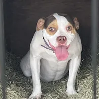 🦋 Darling Marie 🐕, a female American Bully and American Pit Bull Terrier for sale in Ovilla, TX – Photo 2 of 3