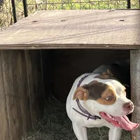 🦋 Darling Marie 🐕, a female American Bully and American Pit Bull Terrier for sale in Ovilla, TX – Photo 3 of 3