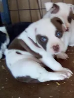 🕸️ Pablo Kruz Jr. 🔥, a male American Bully and American Pit Bull Terrier for sale in Ovilla, TX – Photo 2 of 2