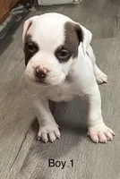 🕸️ Pablo Kruz Jr. 🔥, a male American Bully and American Pit Bull Terrier for sale in Ovilla, TX – Photo 1 of 2