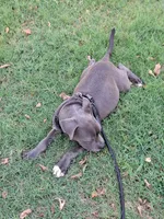 🐕Freiza 🫯, a male American Pit Bull Terrier for sale in Ovilla, TX – 5 of 6