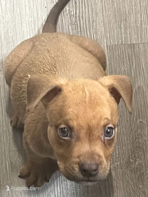 🐾  Cherokee 🐦‍🔥 – American Bully, American Pit Bull Terrier puppy for sale in Ovilla, TX