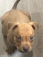 🐾  Cherokee 🐦‍🔥, a female American Bully and American Pit Bull Terrier for sale in Ovilla, TX – 1 of 1