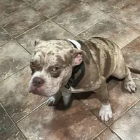 🌌 Cozmo Cuddlez 🧸, a male American Bully and American Pit Bull Terrier for sale in Ovilla, TX – Photo 4 of 4