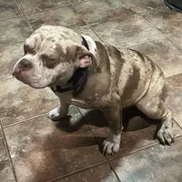 🌌 Cozmo Cuddlez 🧸, a male American Bully and American Pit Bull Terrier for sale in Ovilla, TX – Photo 3 of 4