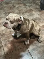 🌌 Cozmo Cuddlez 🧸, a male American Bully and American Pit Bull Terrier for sale in Ovilla, TX – Photo 3 of 4