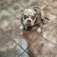 🌌 Cozmo Cuddlez 🧸, a male American Bully and American Pit Bull Terrier for sale in Ovilla, TX – Photo 1 of 4