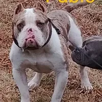 🌌 Cozmo Cuddlez 🧸, a male American Bully and American Pit Bull Terrier for sale in Ovilla, TX – Photo 2 of 4