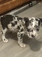🏺Cleopatra 🕋, a female American Bulldog and American Bully for sale in Ovilla, TX – 2 of 2