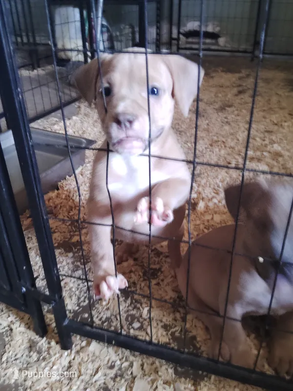 🎲 Ace Boogie 🐶 – American Bully, American Pit Bull Terrier puppy for sale in Ovilla, TX