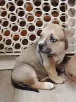 😇 Angel 🐾, a female American Bully and American Pit Bull Terrier for sale in Ovilla, TX – Photo 2 of 2