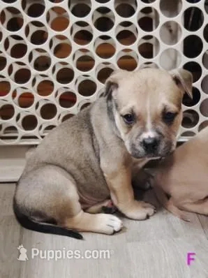 😇 Angel 🐾 – American Bully, American Pit Bull Terrier puppy for sale in Ovilla, TX