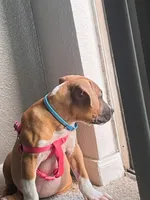 🐶 Hartly ❤️, a female American Pit Bull Terrier for sale in Ovilla, TX – 3 of 4