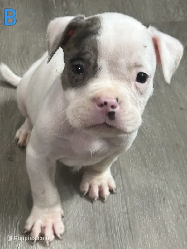 🐶 Popeye ⚓ – American Bulldog, American Bully puppy for sale in Ovilla, TX