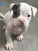🐶 Popeye ⚓, a male American Bulldog and American Bully for sale in Ovilla, TX – 1 of 2