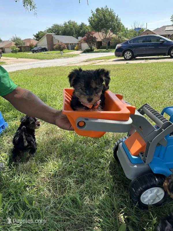  🍥 Sugarfoot 🐾 – Yorkshire Terrier puppy for sale in Ovilla, TX