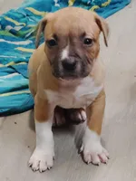 🧁 Cupcake 🐾, a female American Pit Bull Terrier for sale in Ovilla, TX – Photo 2 of 2