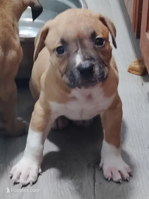 🧁 Cupcake 🐾 – American Pit Bull Terrier puppy for sale in Ovilla, TX