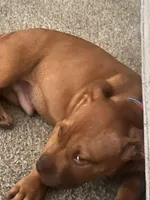 🟥 Redbone  Bam 🐾, a male American Bully and American Pit Bull Terrier for sale in Ovilla, TX – Photo 2 of 2