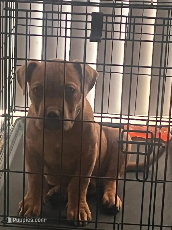 🟥 Redbone  Bam 🐾 – American Bully, American Pit Bull Terrier puppy for sale in Ovilla, TX