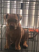 🟥 Redbone  Bam 🐾, a male American Bully and American Pit Bull Terrier for sale in Ovilla, TX – Photo 1 of 2