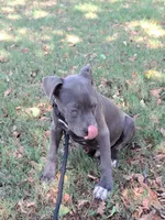 🐕Freiza 🫯, a male American Pit Bull Terrier for sale in Ovilla, TX – 2 of 6