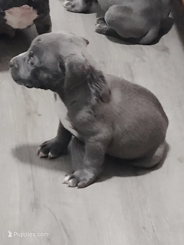 🧊 Iceman 🥶 – American Bully, American Pit Bull Terrier puppy for sale in Ovilla, TX