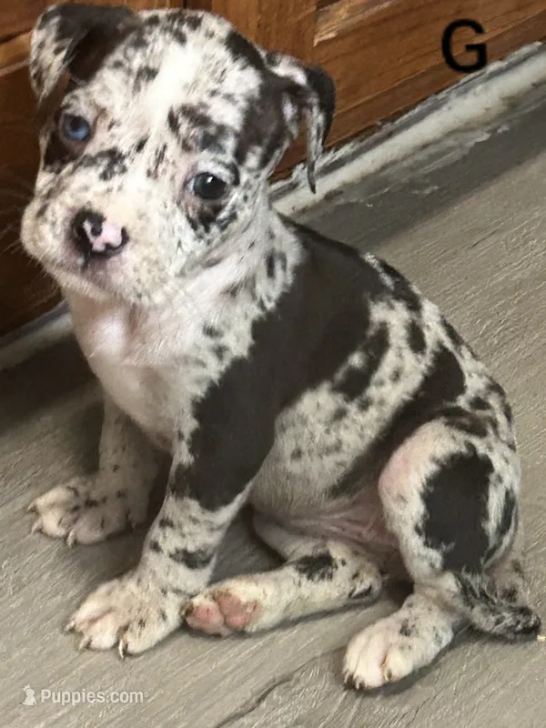 🏺Cleopatra 🕋 – American Bulldog, American Bully puppy for sale in Ovilla, TX
