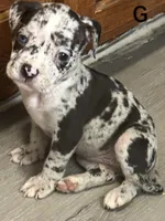 🏺Cleopatra 🕋, a female American Bulldog and American Bully for sale in Ovilla, TX – 1 of 2
