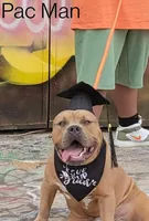 🎲 Ace Boogie 🐶, a male American Bully and American Pit Bull Terrier for sale in Ovilla, TX – 4 of 5