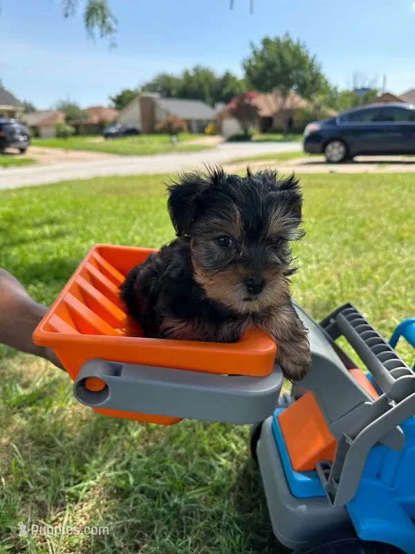 🐾 Benji 🍂 – Yorkshire Terrier puppy for sale in Ovilla, TX