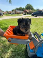 🐾 Benji 🍂, a male Yorkshire Terrier for sale in Ovilla, TX – 1 of 1