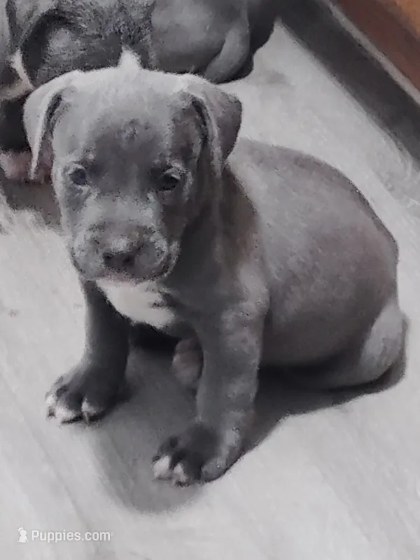 🐾 Duke of Earl 🧭 – American Bully, American Pit Bull Terrier puppy for sale in Ovilla, TX