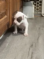 ⚓ Popeye 🛟, a male American Bully for sale in Ovilla, TX – Photo 3 of 3