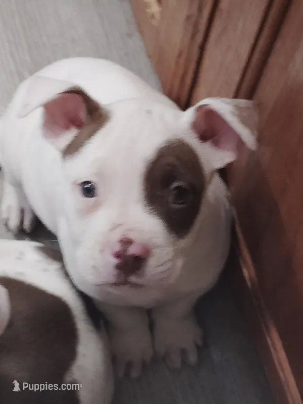 ⚓ Popeye 🛟 – American Bully, American Pit Bull Terrier puppy for sale in Ovilla, TX