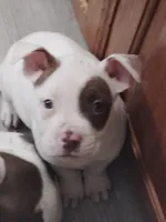 🦴 Wishbone 🎯, a male American Bully and American Pit Bull Terrier for sale in Ovilla, TX – Photo 1 of 4