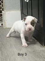 ⚓ Popeye 🛟, a male American Bully for sale in Ovilla, TX – Photo 2 of 3