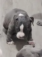 🩵 Blue Ivy 🐶, a female American Bully and American Pit Bull Terrier for sale in Ovilla, TX – 2 of 4