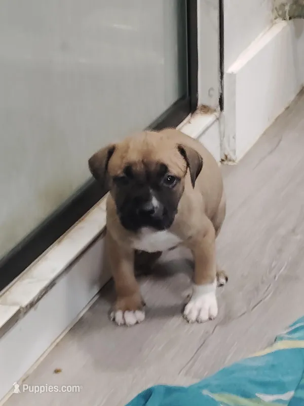 🚜 Forest Gump 🍤 – American Pit Bull Terrier puppy for sale in Ovilla, TX