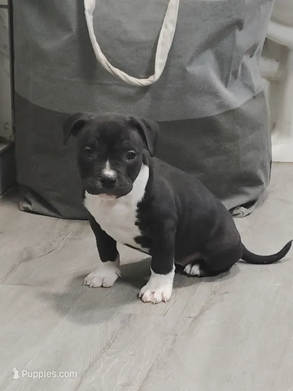 ⛱️ Sable Summer 🌞