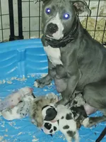 🎲 Ace Boogie 🐶, a male American Bully and American Pit Bull Terrier for sale in Ovilla, TX – 5 of 5